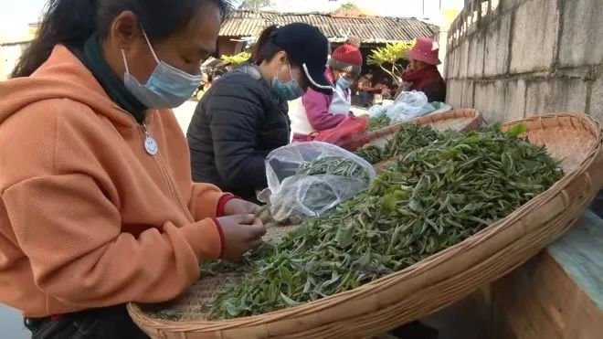 关于宁洱镇：小小手工玉环茶 乡村振兴巾帼强的最新消息