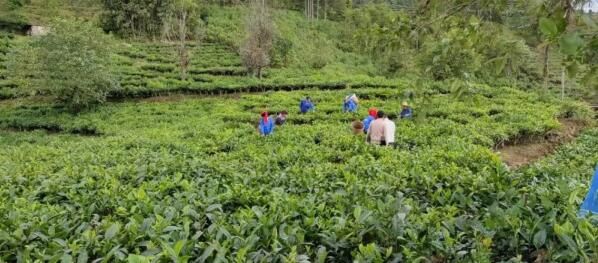 关于绿春骑马坝乡：又到春茶开采尝鲜时的内容(1)