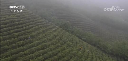 关于湖南永州：剪枝增肥 抢救受冻春茶的信息(2)