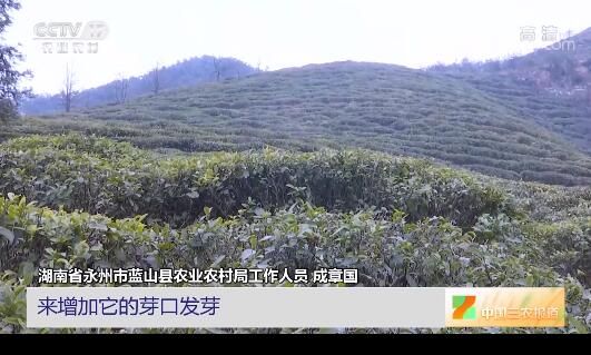 关于湖南永州：剪枝增肥 抢救受冻春茶的信息(1)