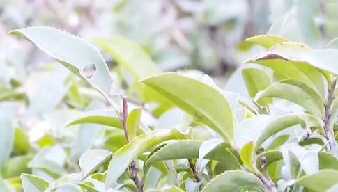 关于湖南永州：剪枝增肥 抢救受冻春茶的信息(3)