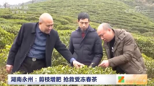 关于湖南永州：剪枝增肥 抢救受冻春茶的信息