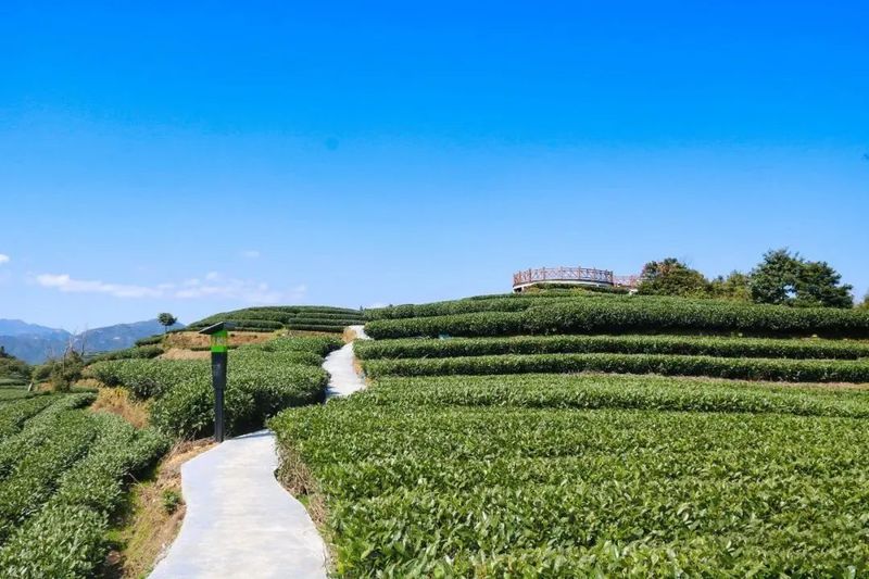 关于大力发展湖林村茶产业，助力乡村振兴的相关内容(1)