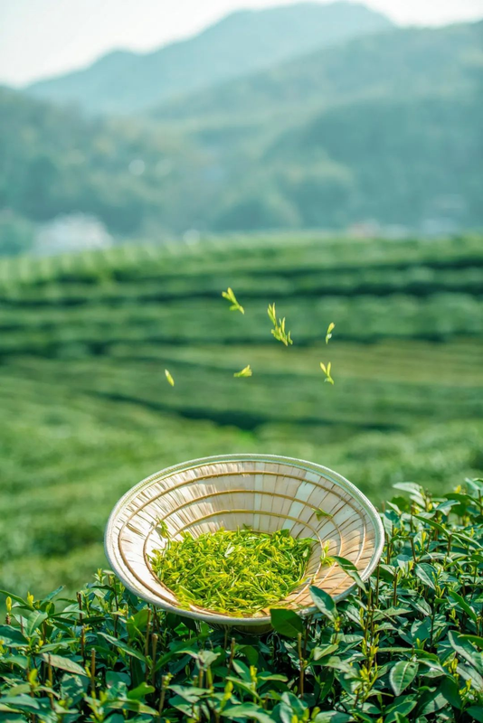 关于直击西湖龙井“天花板”,与乾隆来一场30米距离的对话!的资讯(6)
