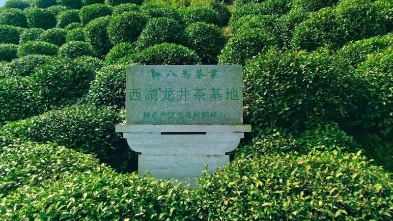 关于直击西湖龙井“天花板”,与乾隆来一场30米距离的对话!的资讯(5)