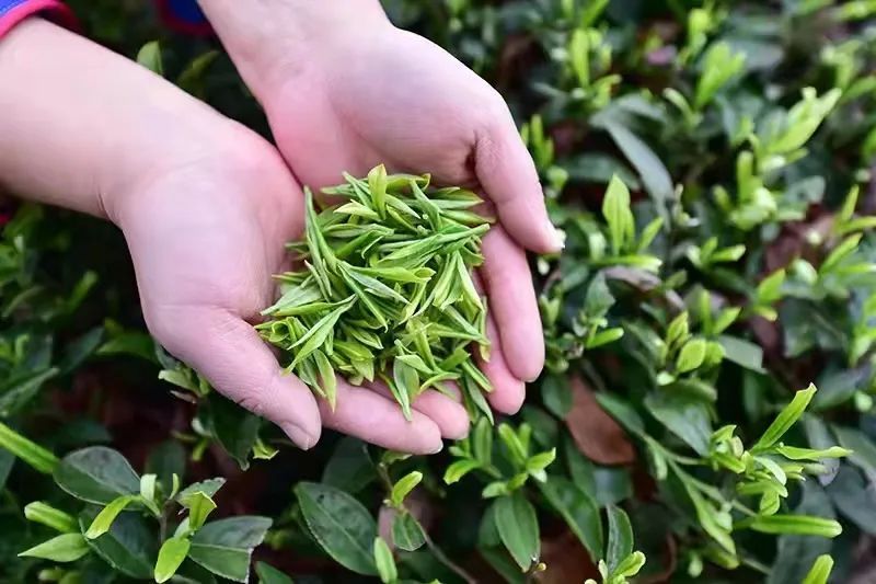 关于今年茶叶市场将面临“挤压式”竞争——贵州省春茶产销分析会提醒企业早谋划，早准备的相关内容(1)