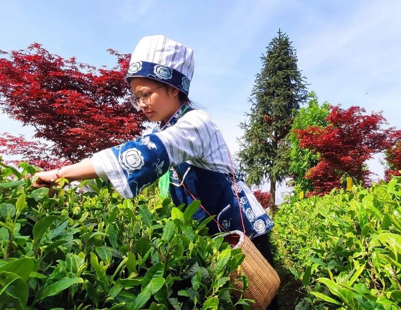 关于今年茶叶市场将面临“挤压式”竞争——贵州省春茶产销分析会提醒企业早谋划，早准备的相关内容