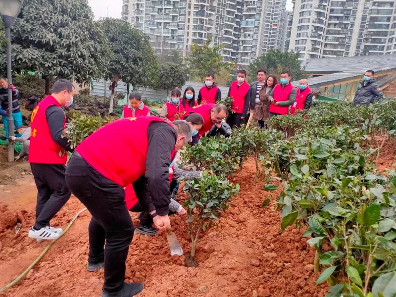 有关于茶文化公园蒙顶山茶园落成，四川“茶文化窗口”名不虚传的相关内容(7)