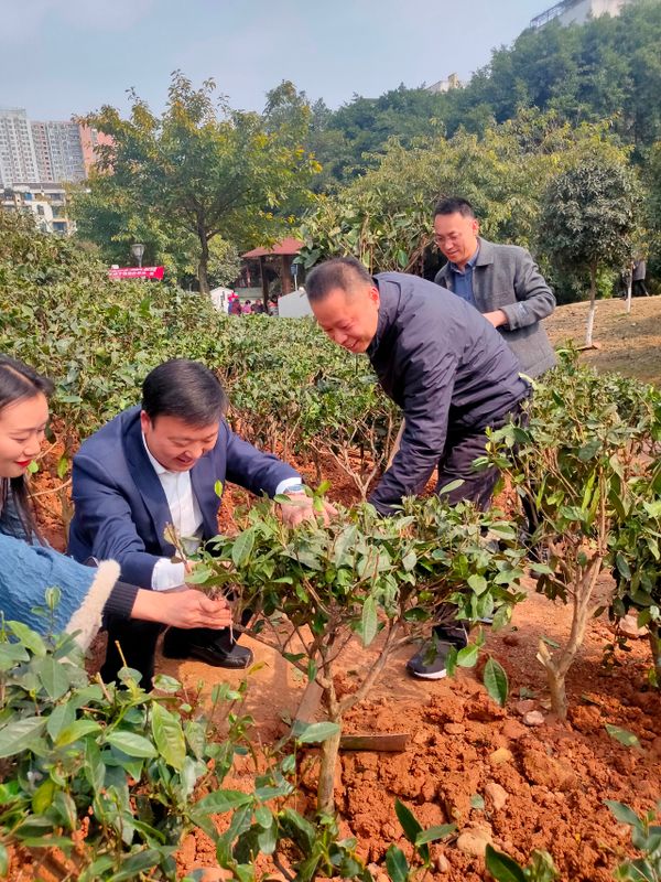 有关于茶文化公园蒙顶山茶园落成，四川“茶文化窗口”名不虚传的相关内容(6)