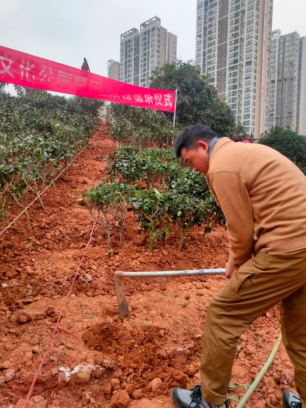 有关于茶文化公园蒙顶山茶园落成，四川“茶文化窗口”名不虚传的相关内容(11)