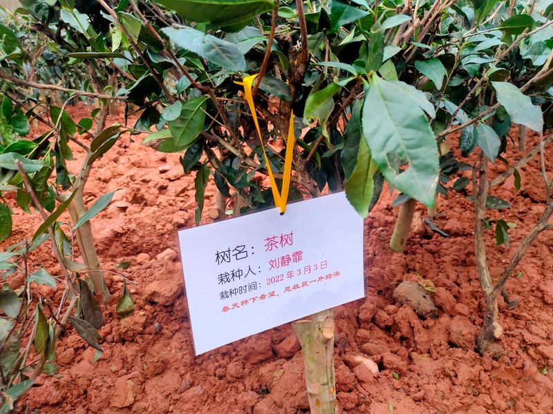 有关于茶文化公园蒙顶山茶园落成，四川“茶文化窗口”名不虚传的相关内容(1)