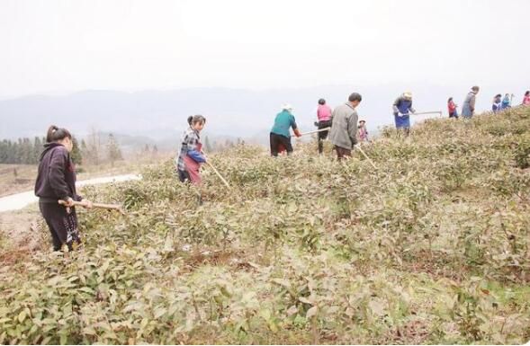 有关于贵州印江：人勤春早 茶农管护忙的信息