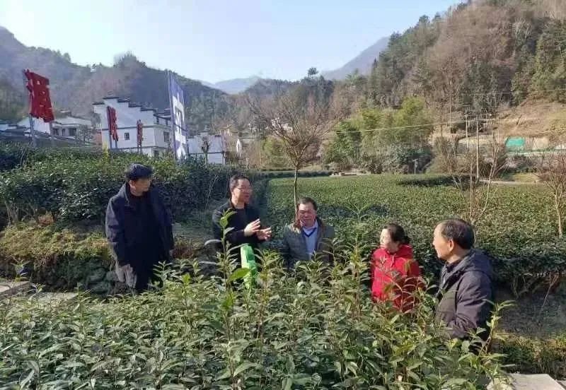 关于气象服务到茶园 春茶生产有保障的信息(1)