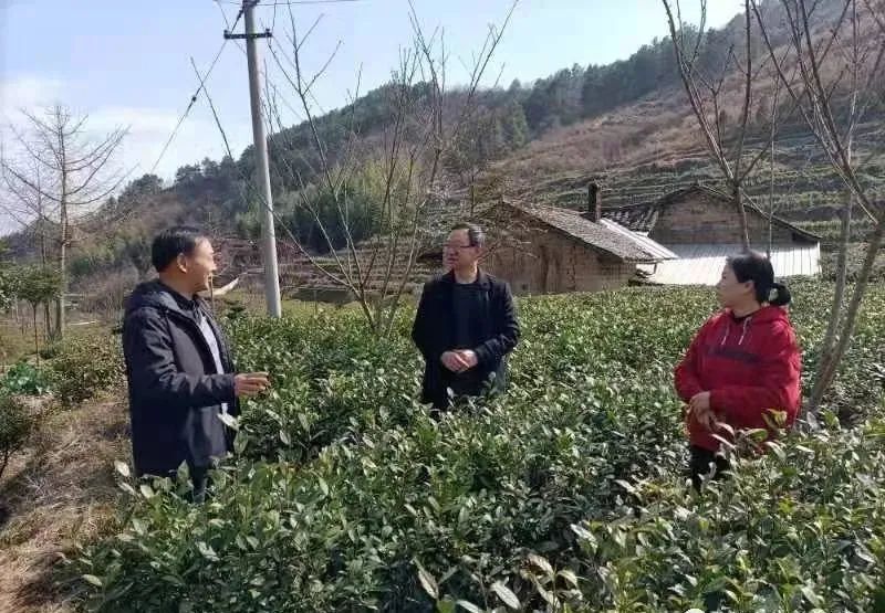 关于气象服务到茶园 春茶生产有保障的信息