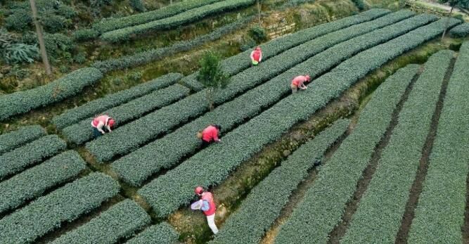 有关于眉山供电公司“绿光青年”助茶农采摘第一批新茶的消息