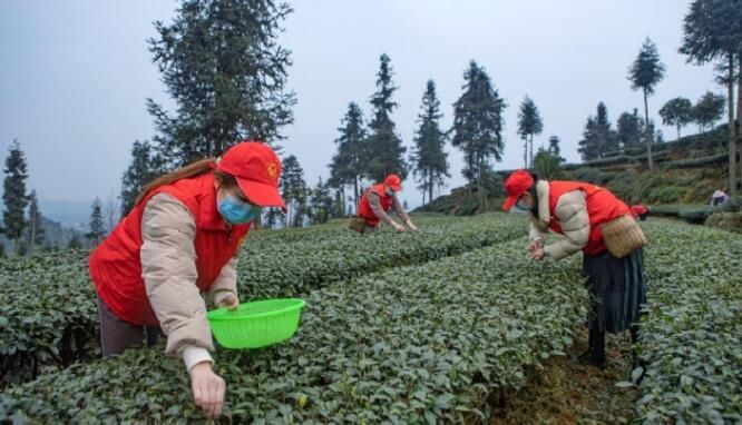 有关于眉山供电公司“绿光青年”助茶农采摘第一批新茶的消息(1)