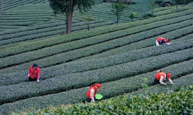 有关于眉山供电公司“绿光青年”助茶农采摘第一批新茶的消息(3)