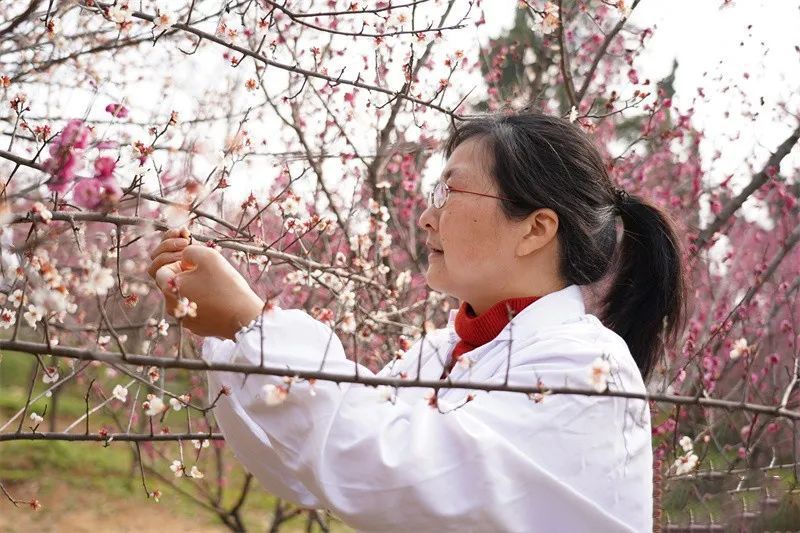 有关于梅花也能入茶？40多个小时将梅香窨入南京雨花茶的资讯