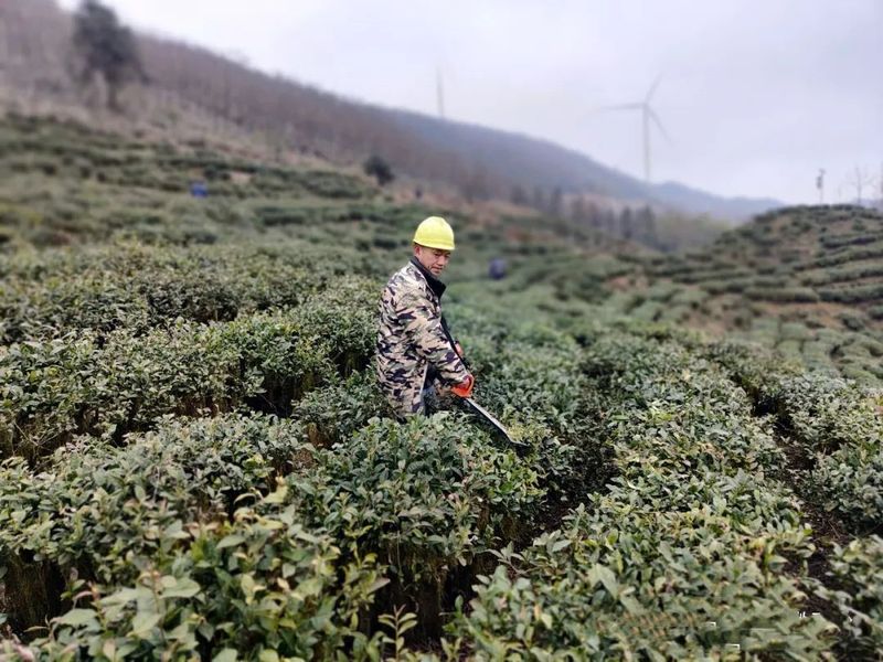 有关于雷山县达地乡：“三步走”提升茶产业发展助力乡村振兴的最新消息