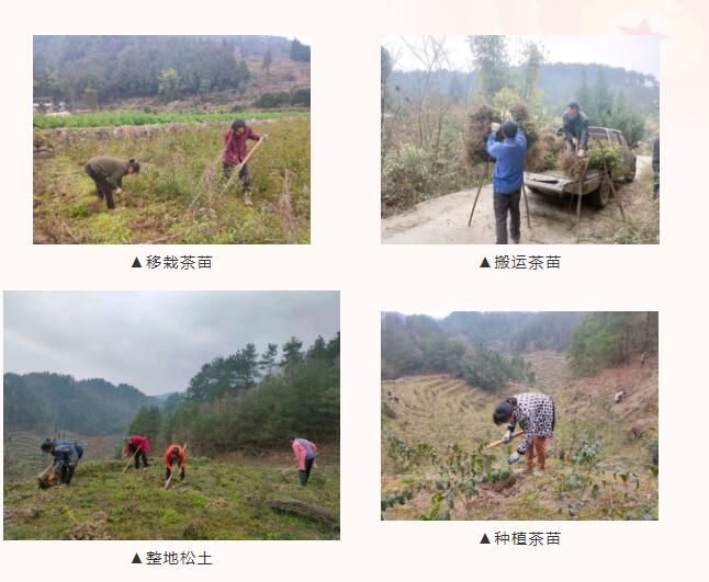 关于大乌江镇银坝村:田间地头栽茶忙,种下产业新希望的最新消息(1)
