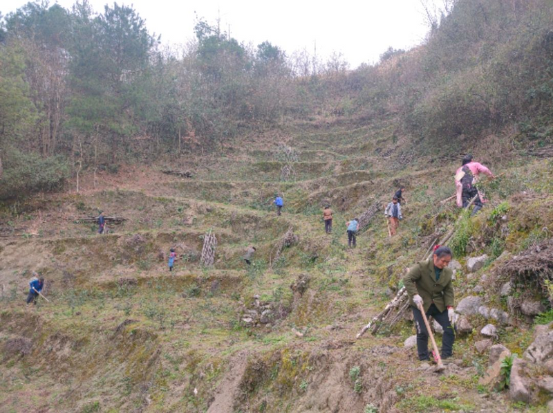 关于大乌江镇银坝村:田间地头栽茶忙,种下产业新希望的最新消息