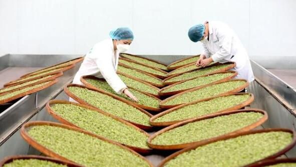 关于柳州市三江：侗乡赶制早春茶的资讯(2)