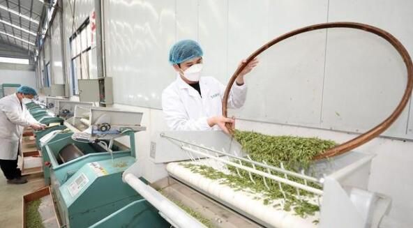 关于柳州市三江：侗乡赶制早春茶的资讯