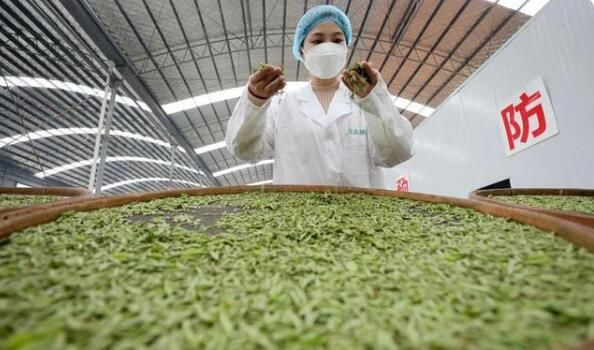 关于柳州市三江：侗乡赶制早春茶的资讯(1)