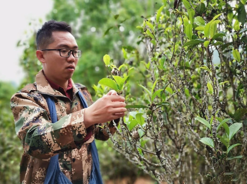 关于85后普洱茶非遗传承人，一锅茶炒出10万元的新闻(1)