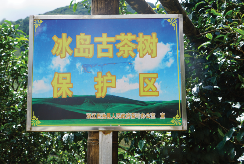 关于85后普洱茶非遗传承人，一锅茶炒出10万元的新闻(4)