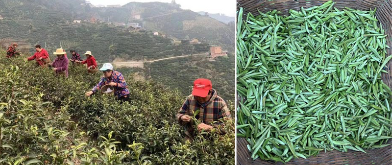 关于湖北茶区第一杯早春丝绵茶新鲜出炉的资讯