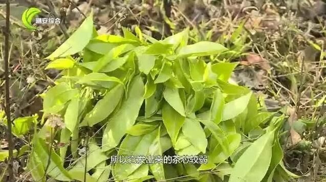 有关于凤凰山里寻“茶虎” 冬去春来山韵浓的资讯(4)