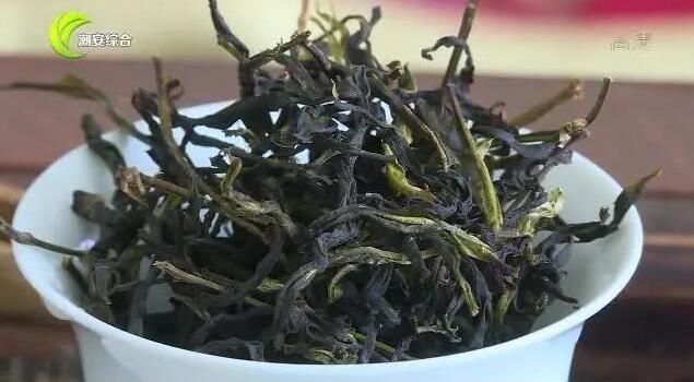 有关于凤凰山里寻“茶虎” 冬去春来山韵浓的资讯(8)