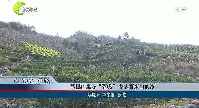 有关于凤凰山里寻“茶虎” 冬去春来山韵浓的资讯