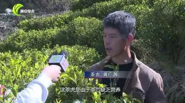 有关于凤凰山里寻“茶虎” 冬去春来山韵浓的资讯(2)