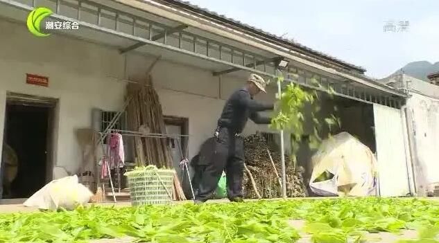 有关于凤凰山里寻“茶虎” 冬去春来山韵浓的资讯(5)