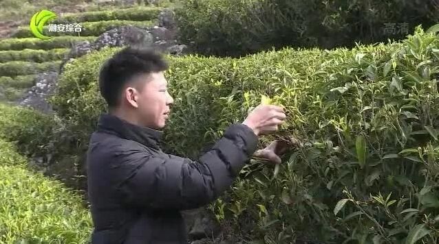有关于凤凰山里寻“茶虎” 冬去春来山韵浓的资讯(1)