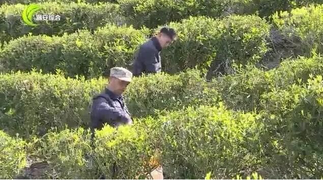 有关于凤凰山里寻“茶虎” 冬去春来山韵浓的资讯(3)