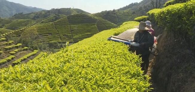 有关于饶平浮滨：春茶开采 机械助力的新闻(3)
