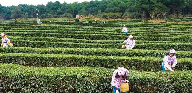 有关于一叶一春!铜梁“明前茶”开采啦!的新闻(1)