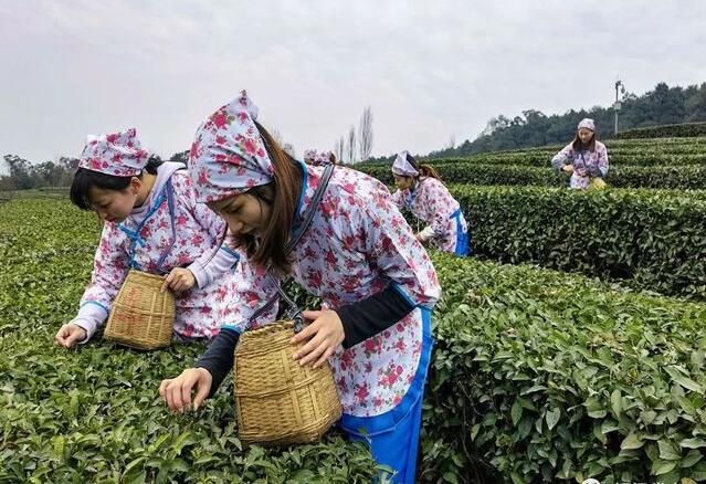 有关于一叶一春!铜梁“明前茶”开采啦!的新闻(2)