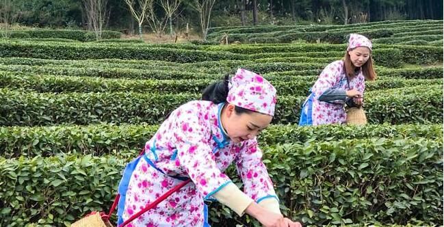 有关于一叶一春!铜梁“明前茶”开采啦!的新闻(3)