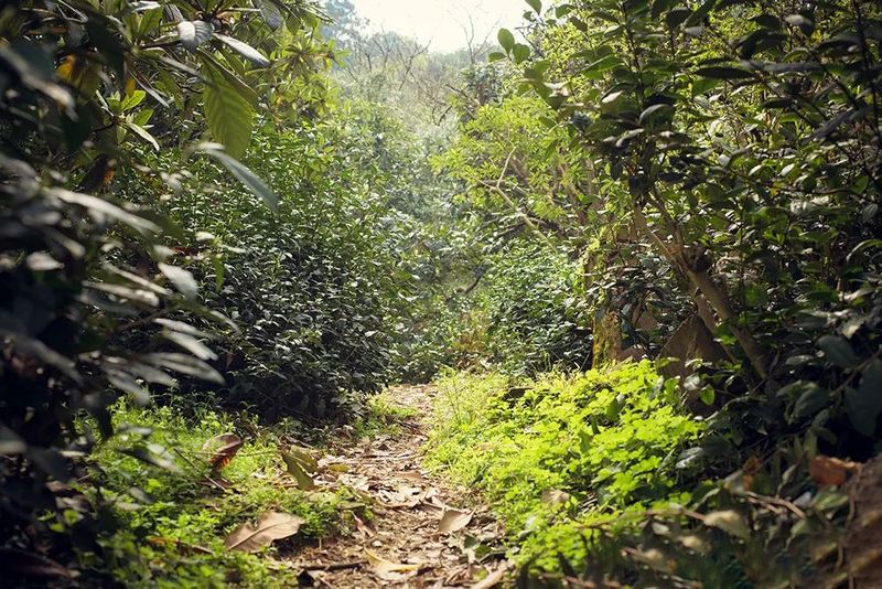 关于江苏苏州：洞庭山碧螺春“双非遗”农文旅融合体验精品路线的内容(11)