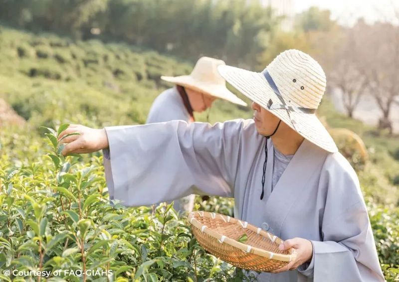关于“茶叶产量首次突破300万吨”“安铁一号”“茶叶促进世界消除贫困饥饿”的内容(2)