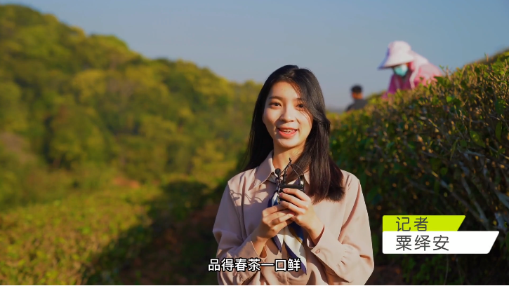 关于“茶叶产量首次突破300万吨”“安铁一号”“茶叶促进世界消除贫困饥饿”的内容(1)