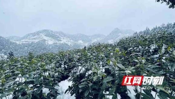 有关于在湖南“第一杯”春茶何时品？的最新消息