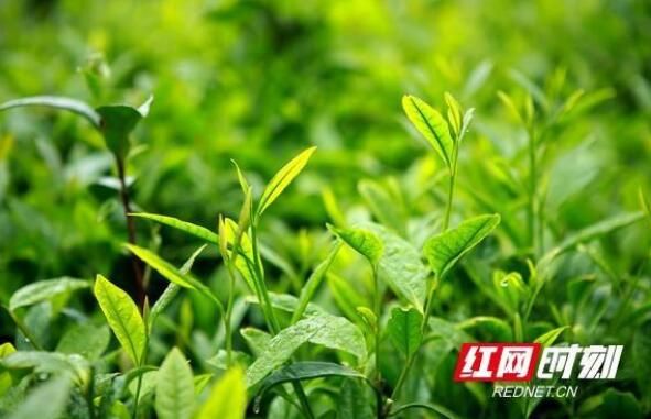 有关于在湖南“第一杯”春茶何时品？的最新消息(1)