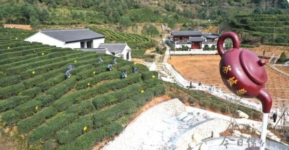 关于绵竹天气回暖,春茶采摘正当时的相关信息(1)