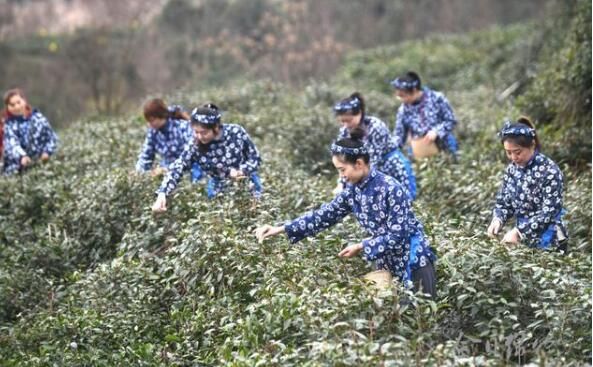 关于绵竹天气回暖,春茶采摘正当时的相关信息(2)