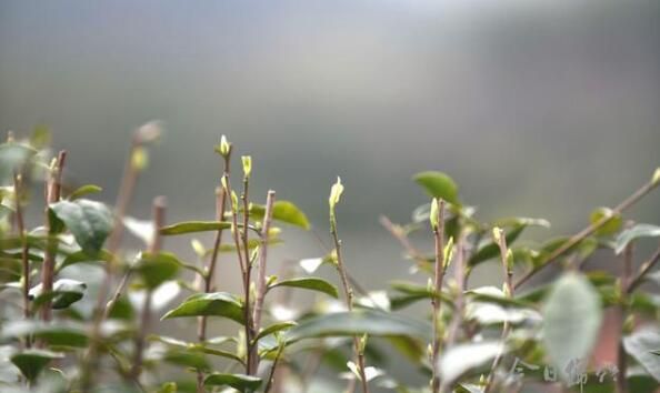 关于绵竹天气回暖,春茶采摘正当时的相关信息(3)